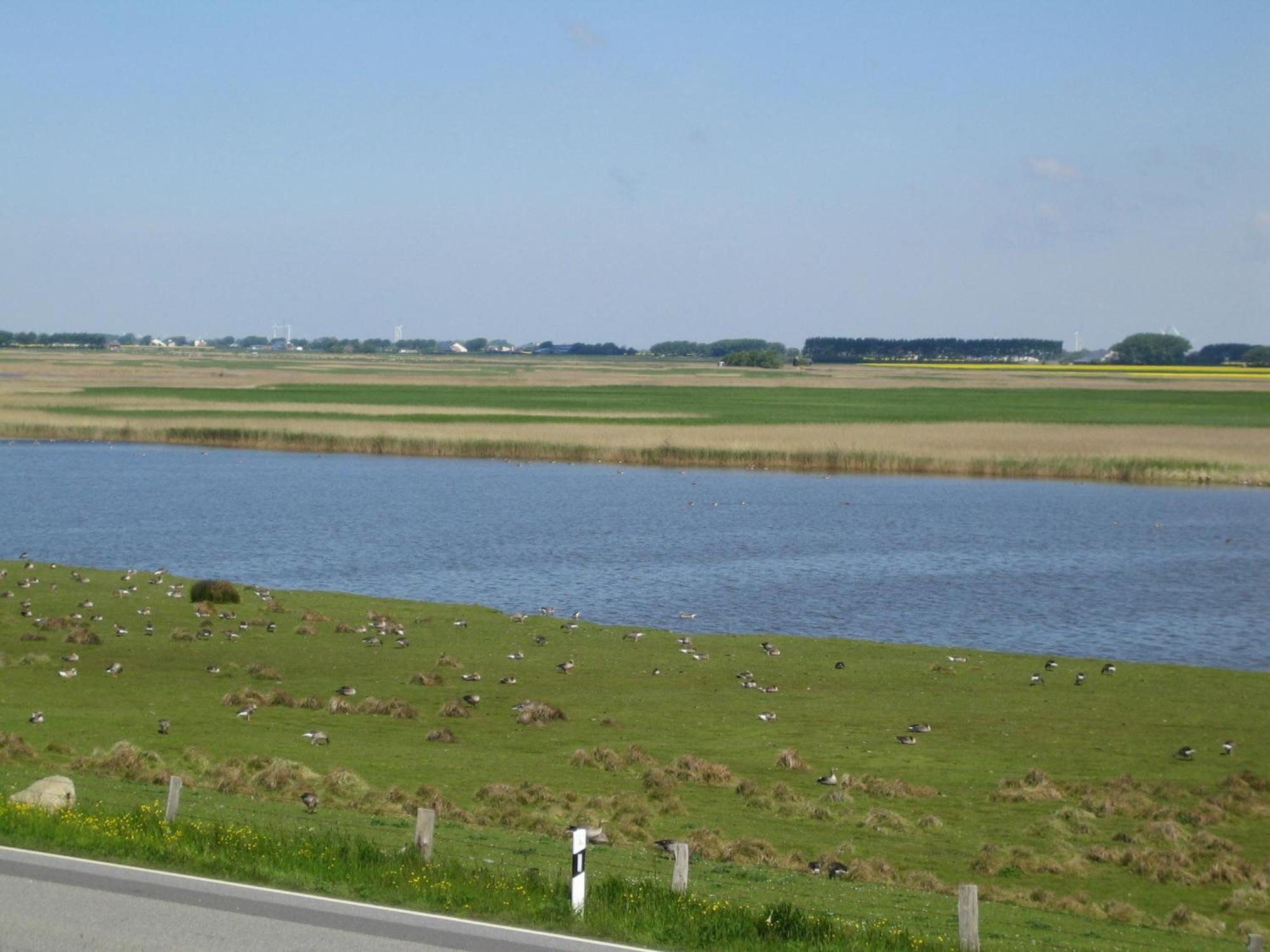 Haus Halligblick, Ferienwohnungen Am Wattenmeer, Whg Langenness Dagebüll Extérieur photo
